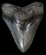 Nice, Megalodon Tooth - South Carolina #36174-2